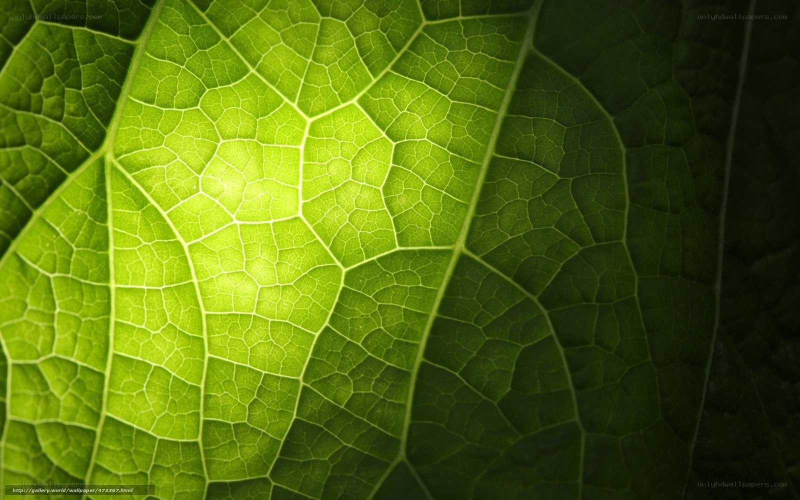 Close-up of leaf veins