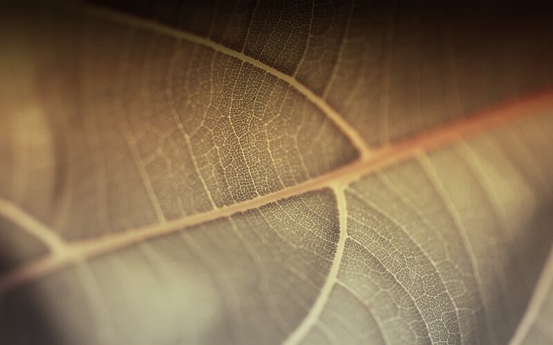 Close-up of leaf veins
