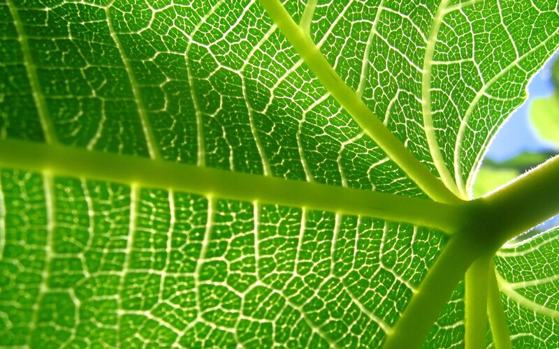Close-up of leaf veins