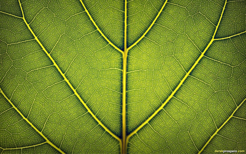Close-up of leaf veins