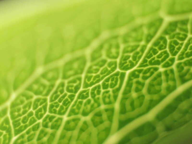 close-up of leaf veins