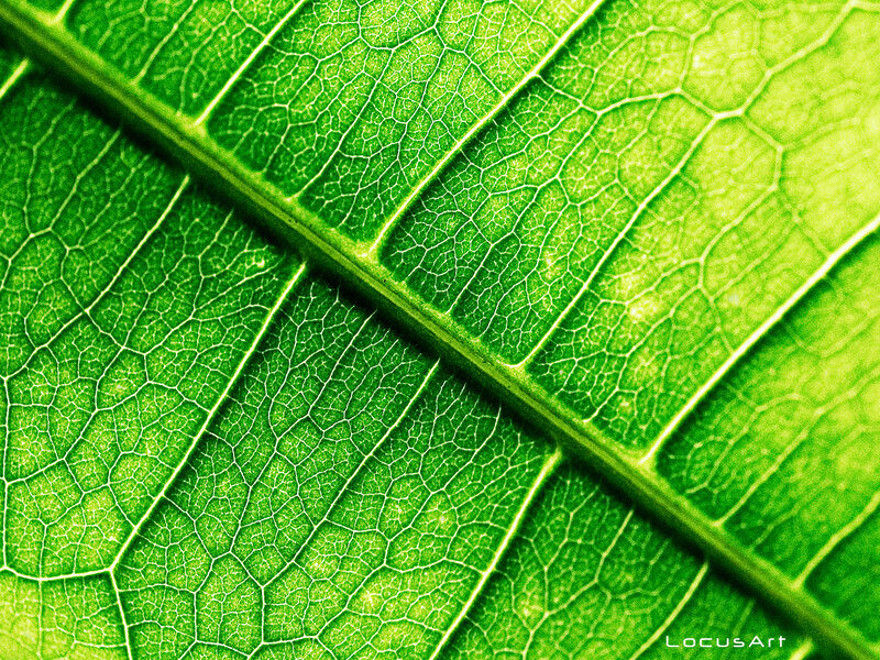 Close-up of leaf veins