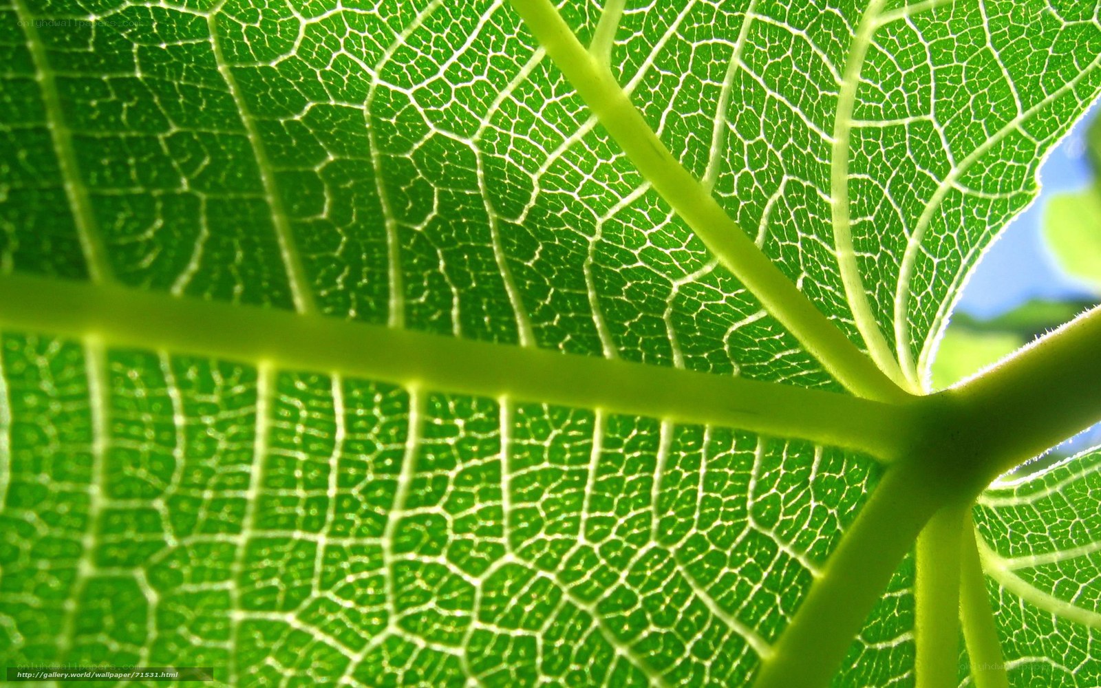 close-up of leaf veins