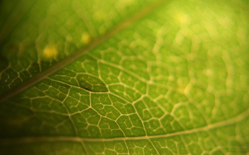 close-up of leaf veins