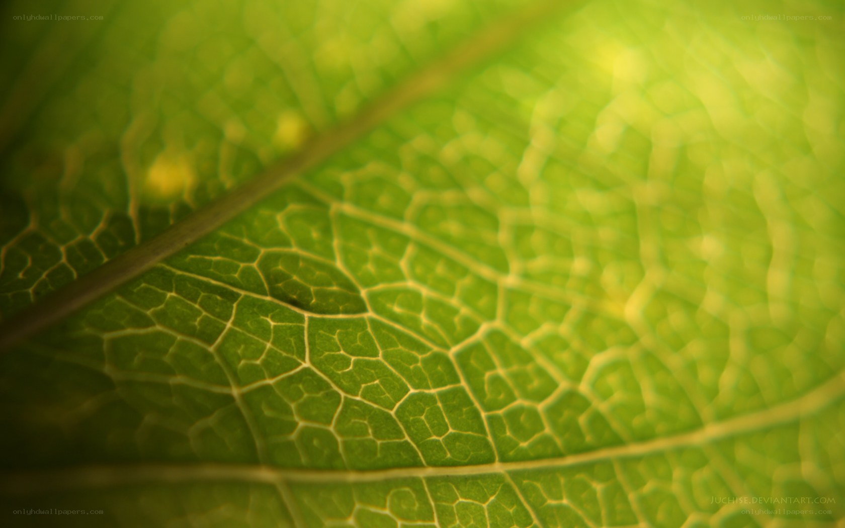 close-up of leaf veins