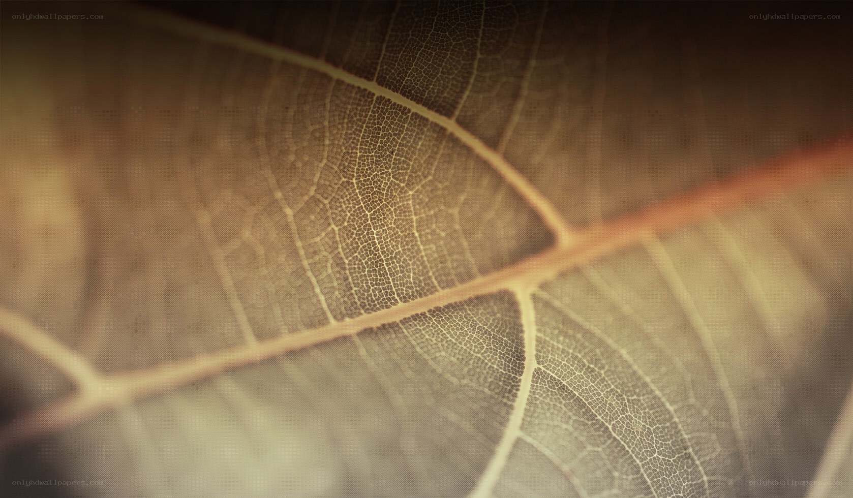 Close-up of leaf veins