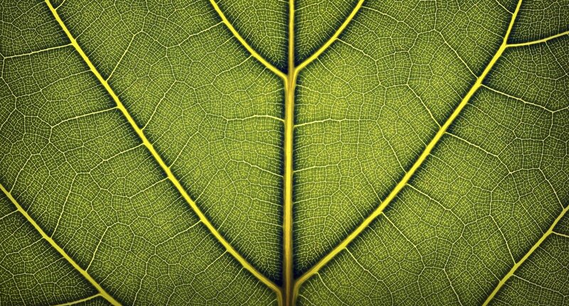 Close-up of leaf veins