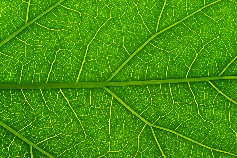 Close-up of leaf veins