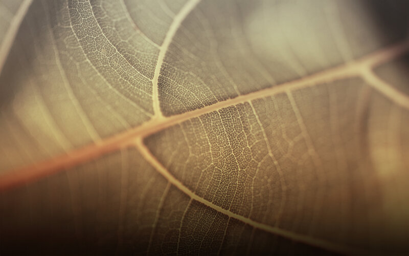 Close-up of leaf veins