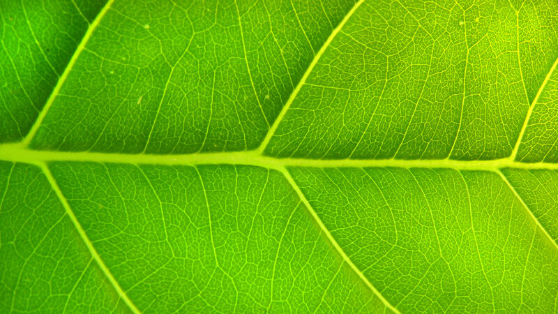 Close-up of leaf veins