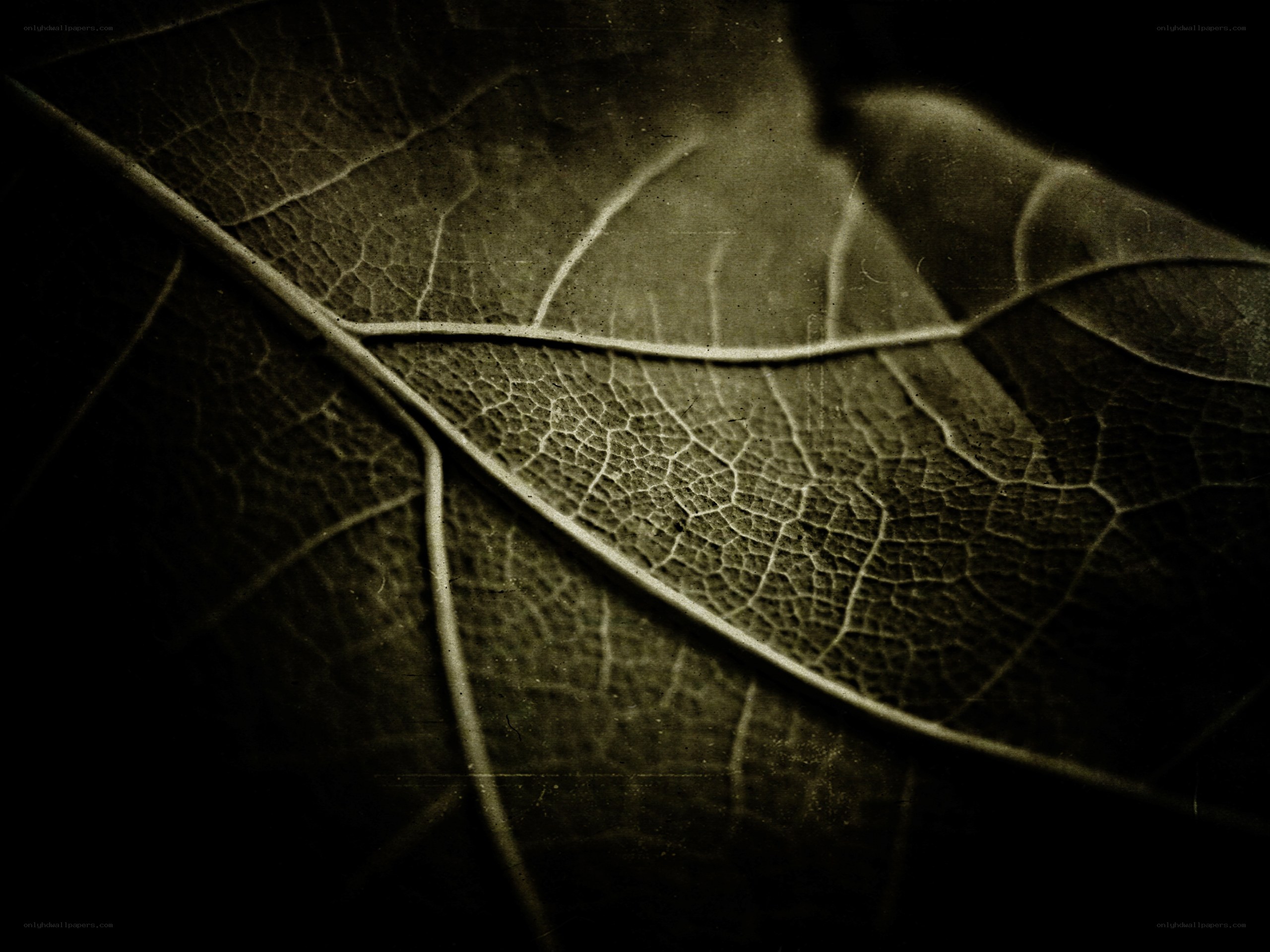 close-up of leaf veins
