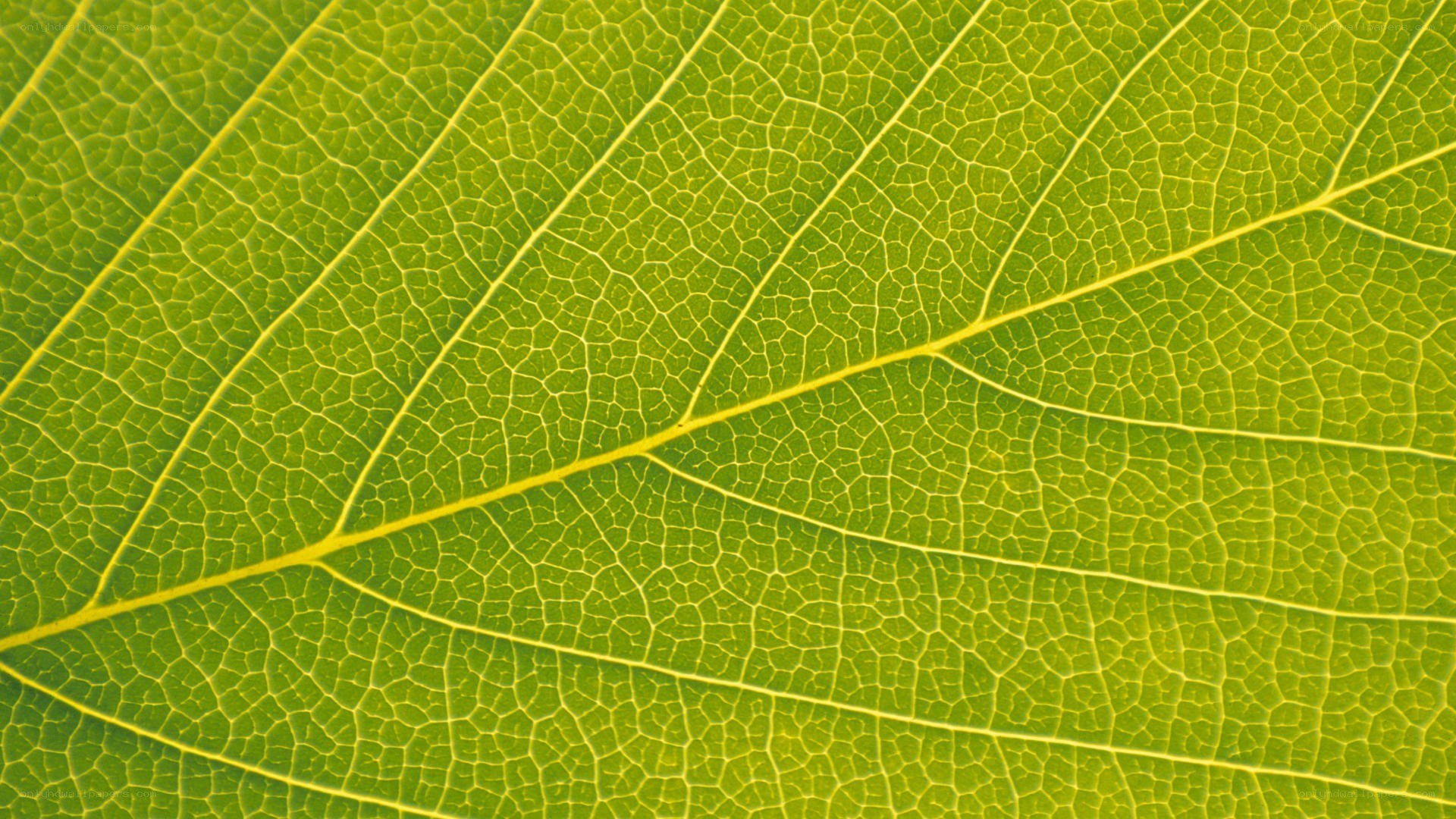 Close-up of leaf veins