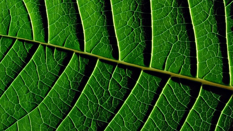 Close-up of leaf veins