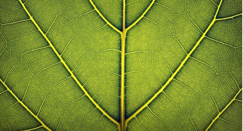 Close-up of leaf veins