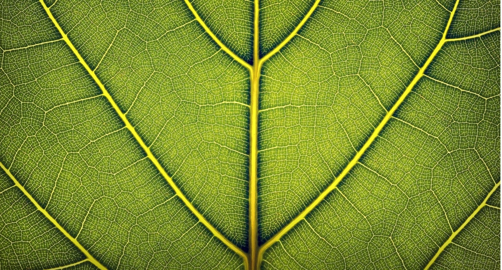 Close-up of leaf veins