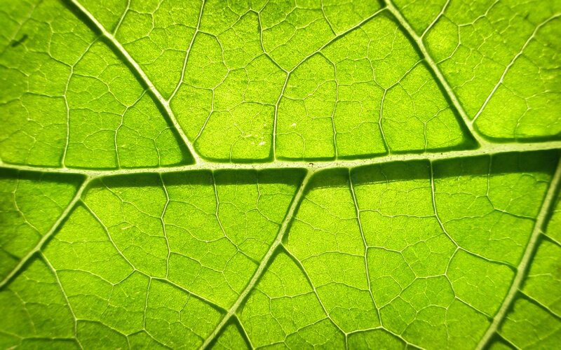 Close-up of leaf veins