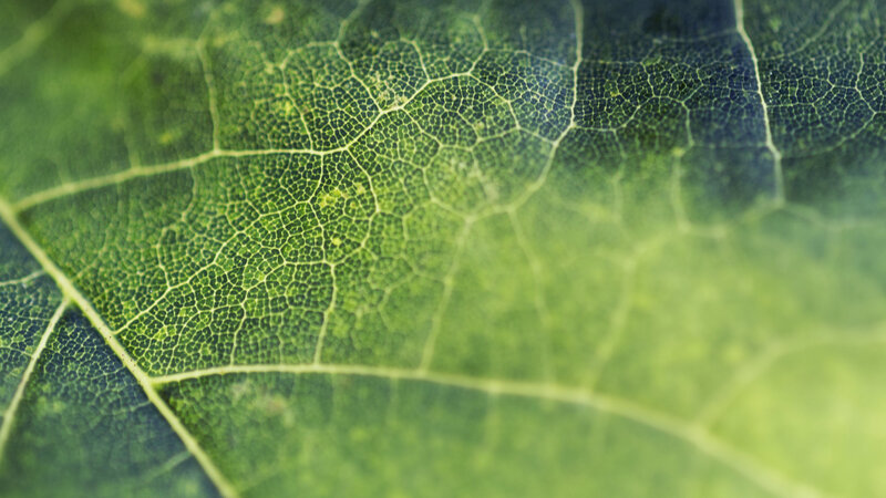 close-up of leaf veins