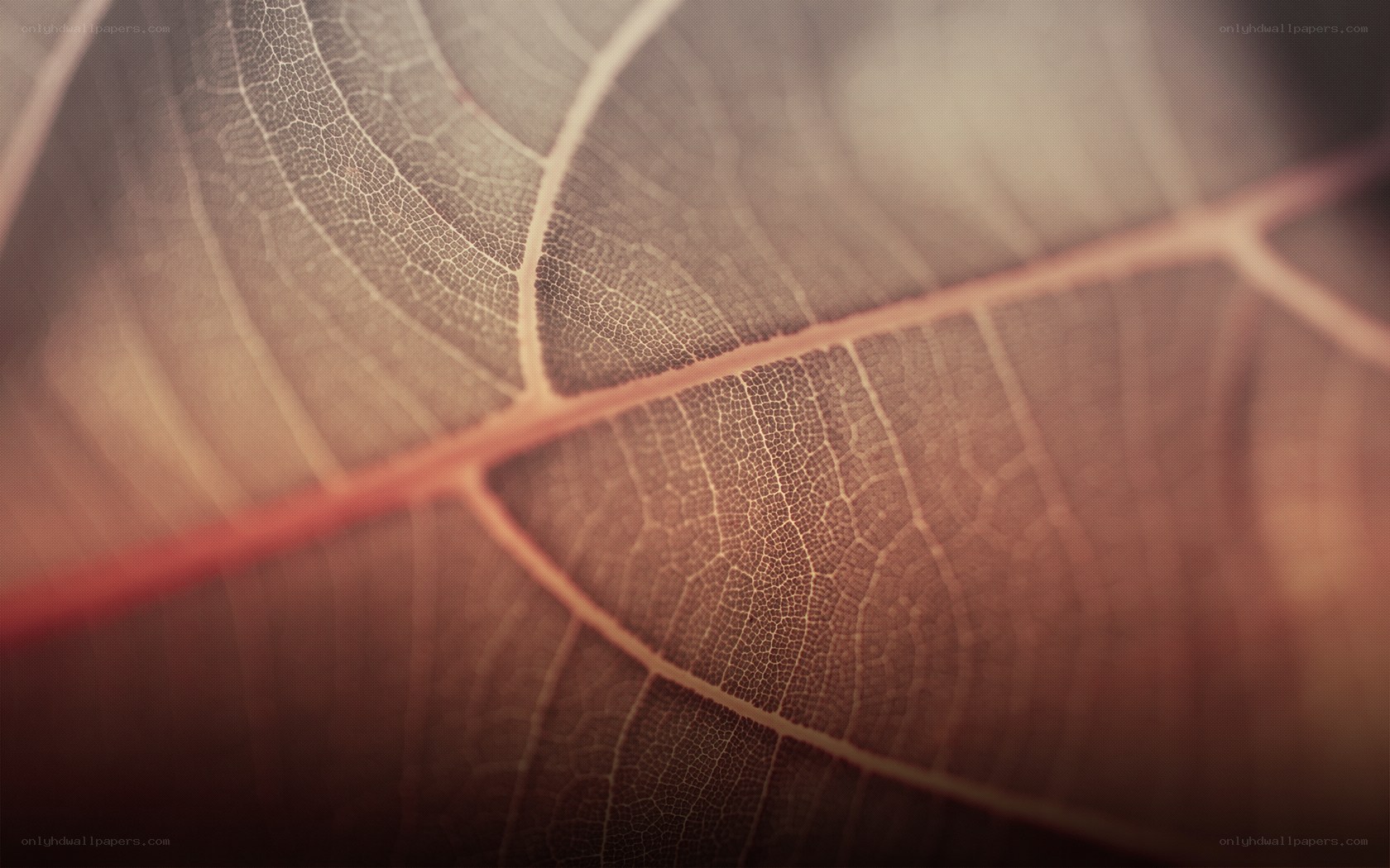Close-up of leaf veins