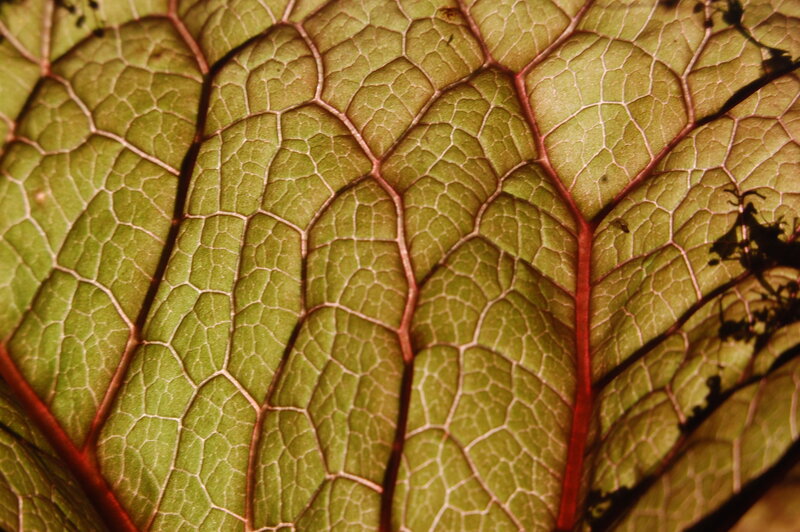 close-up of leaf veins