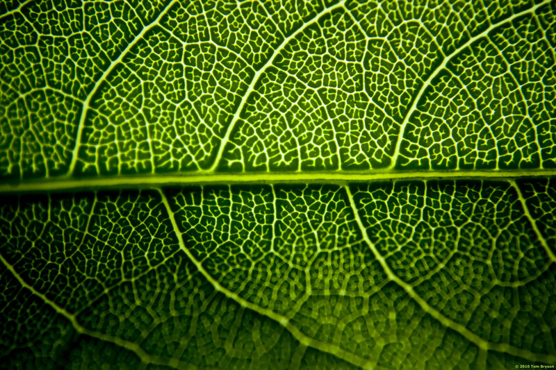 Close-up of leaf veins