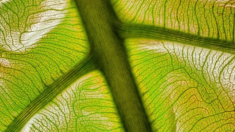 Close-up of leaf veins