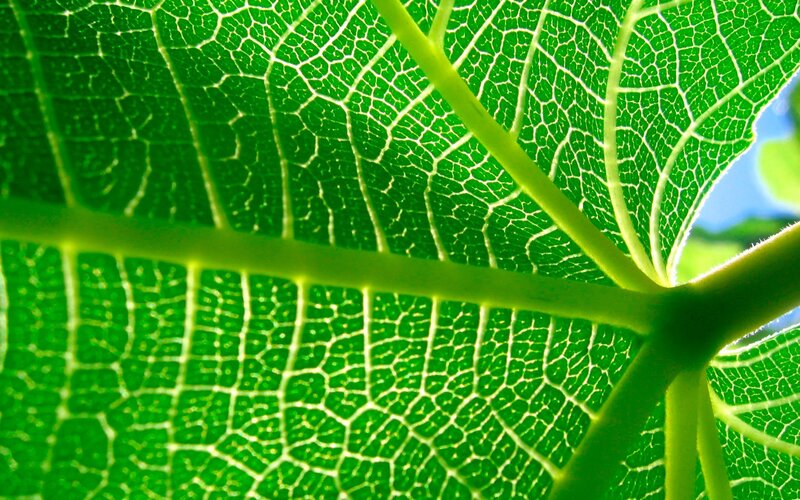close-up of leaf veins