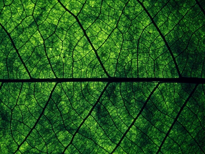 Close-up of leaf veins