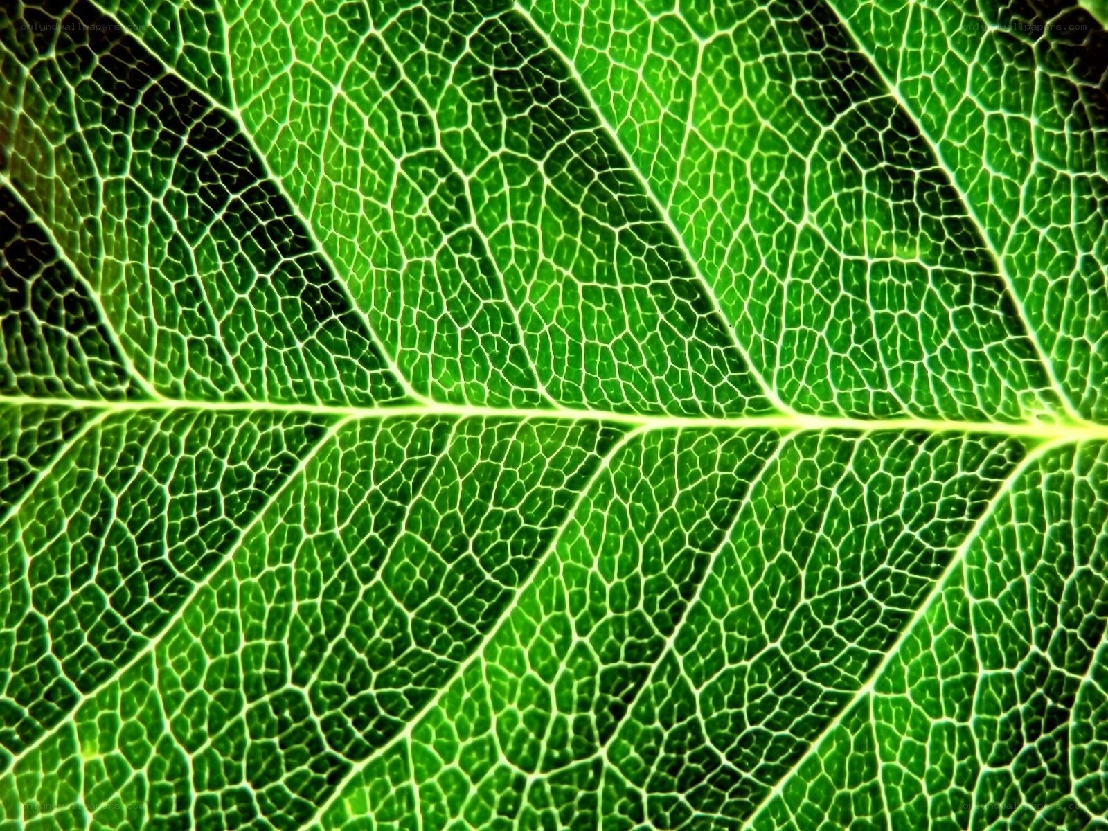 Close-up of leaf veins