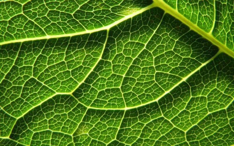 Close-up of leaf veins