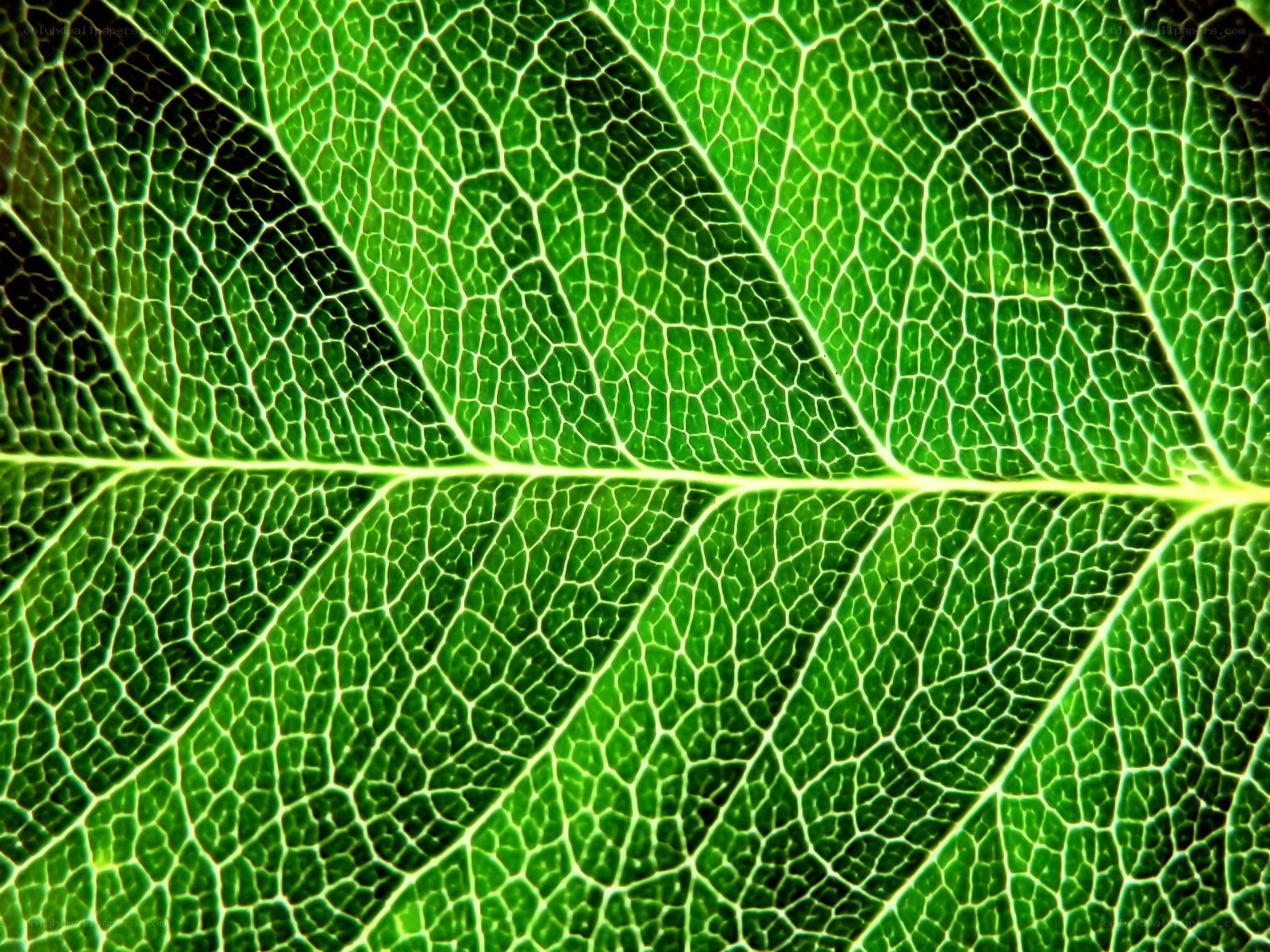 Close-up of leaf veins