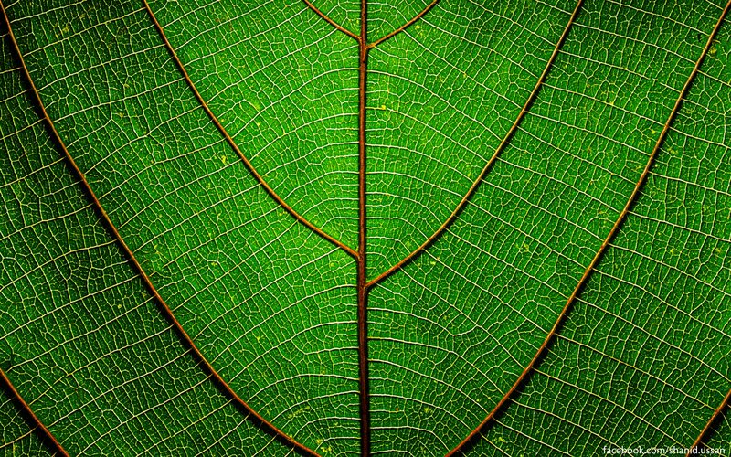 close-up of leaf veins