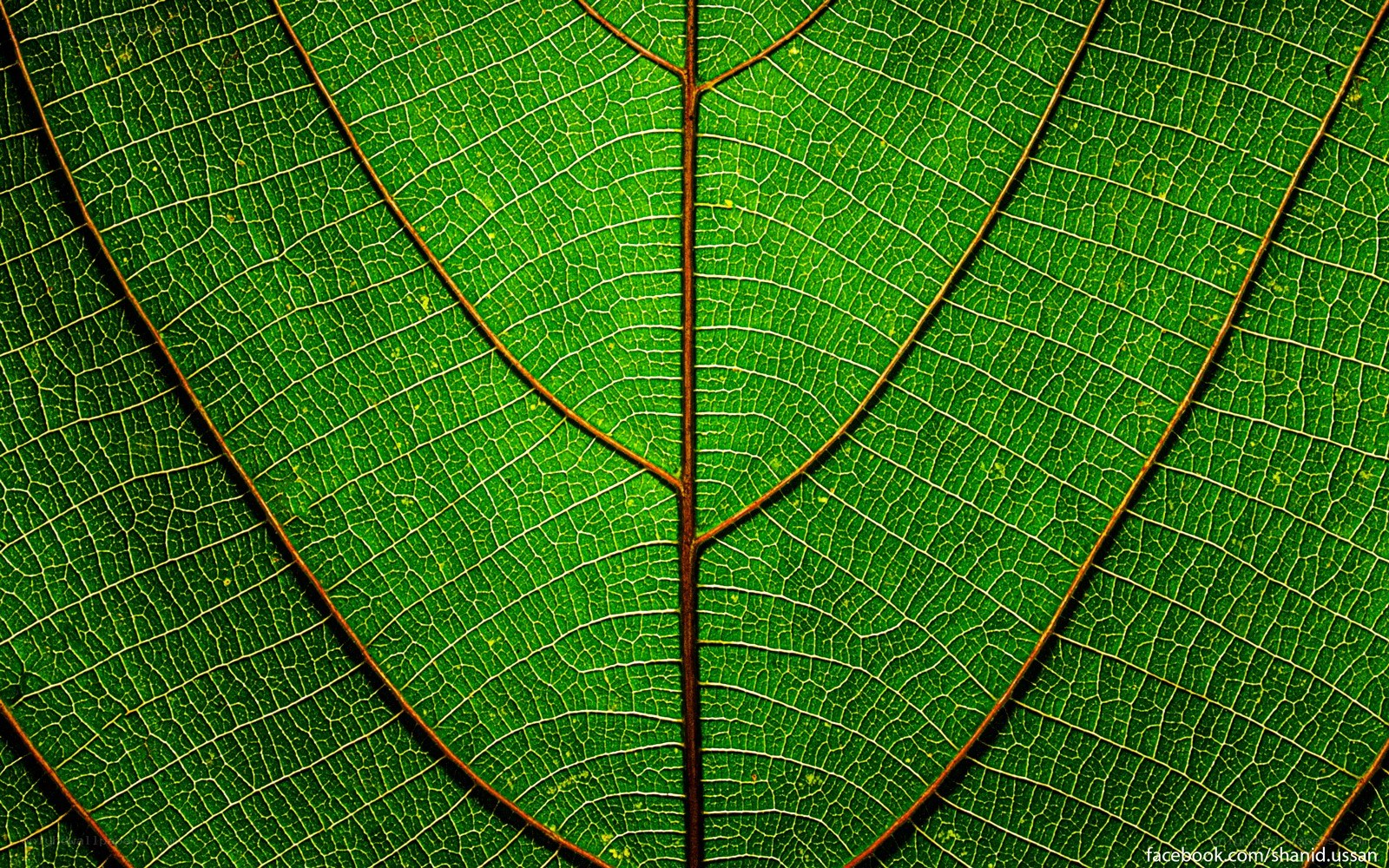 close-up of leaf veins