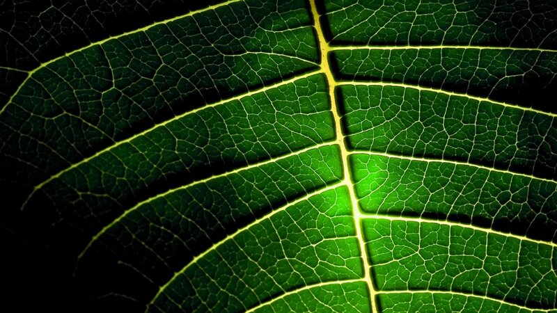 close-up of leaf veins