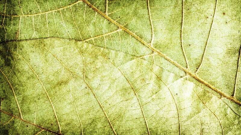 close-up of leaf veins