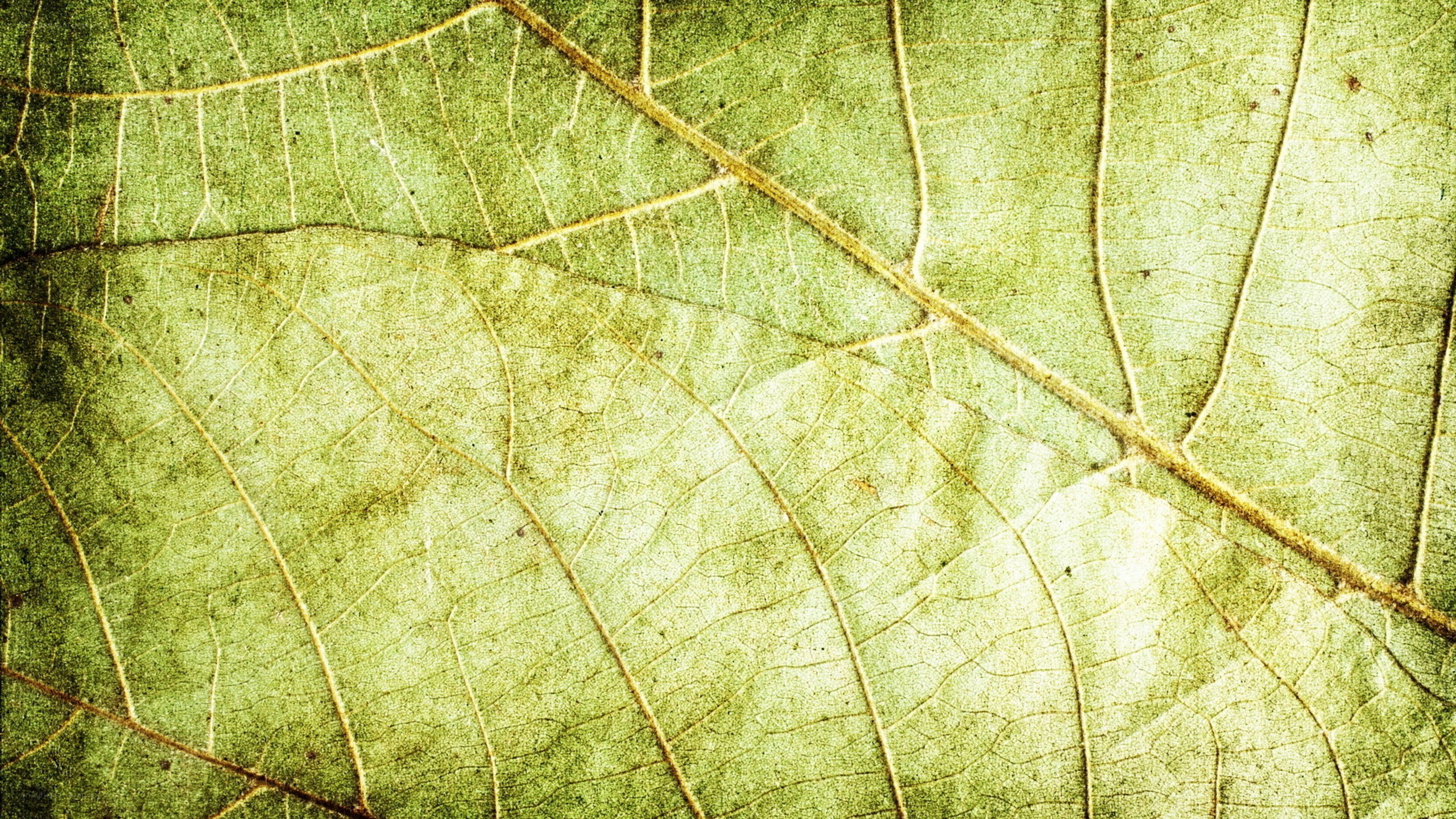 close-up of leaf veins