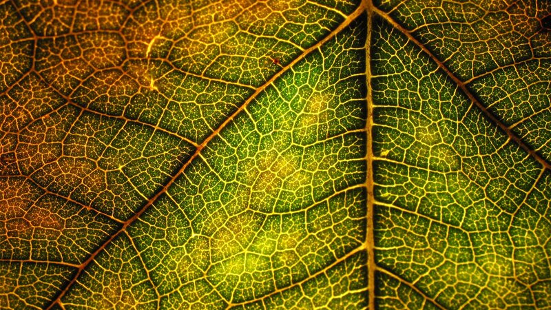 Close-up of leaf veins