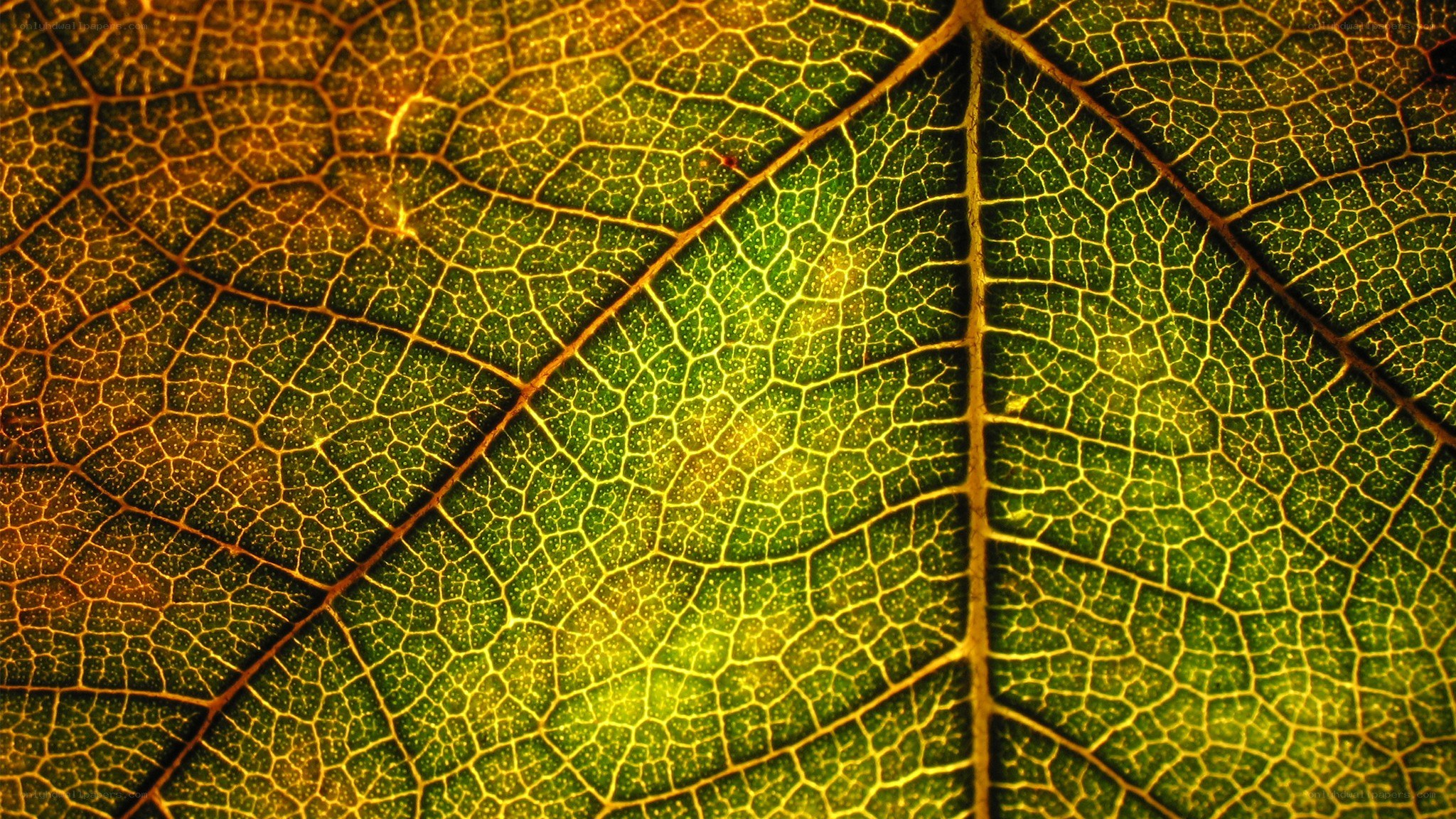 Close-up of leaf veins