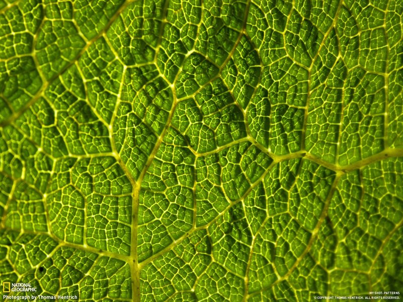 Close-up of leaf veins