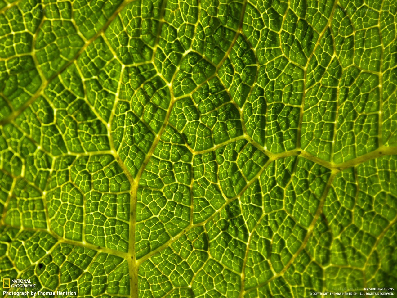 Close-up of leaf veins