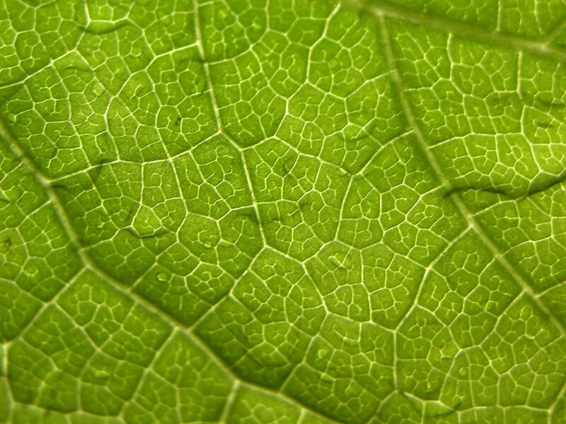 Close-up of leaf veins