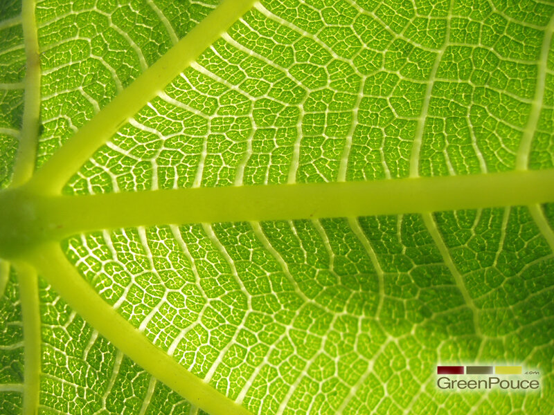 Close-up of leaf veins