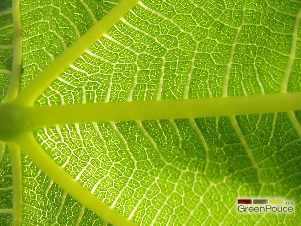 Close-up of leaf veins