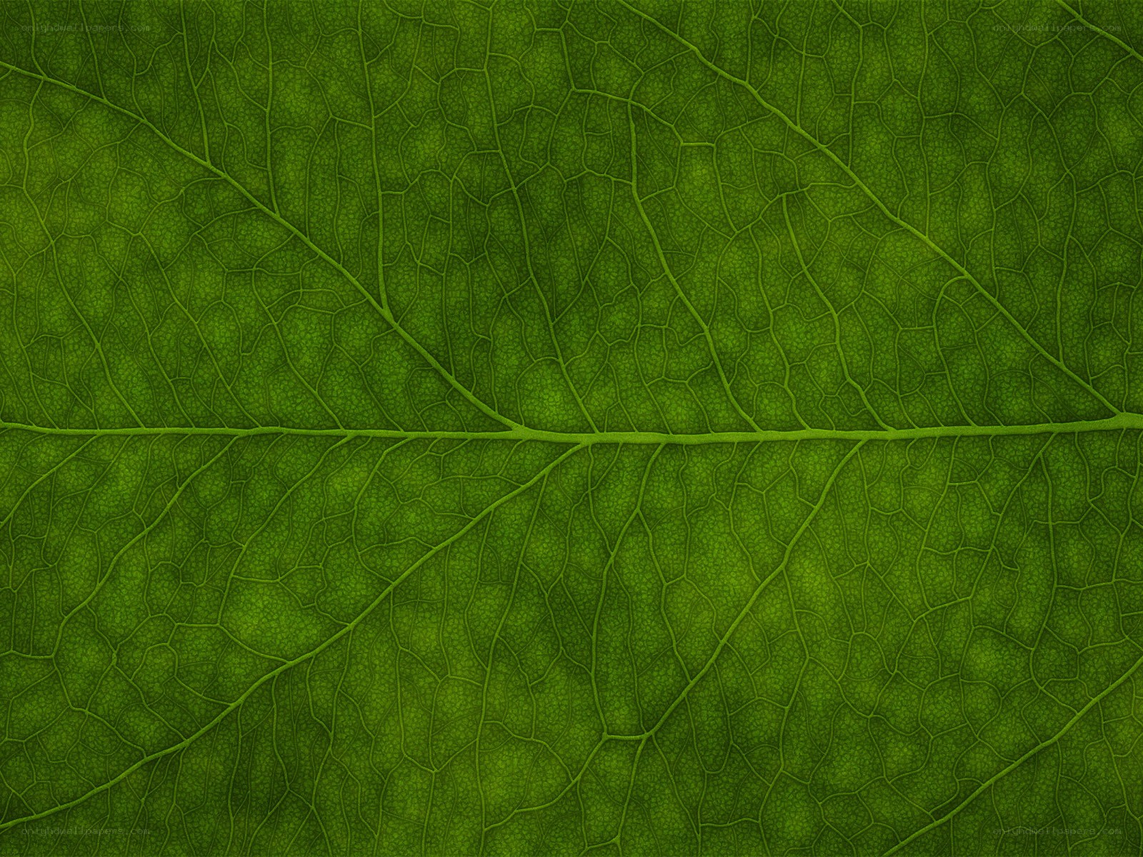 Close-up of leaf veins
