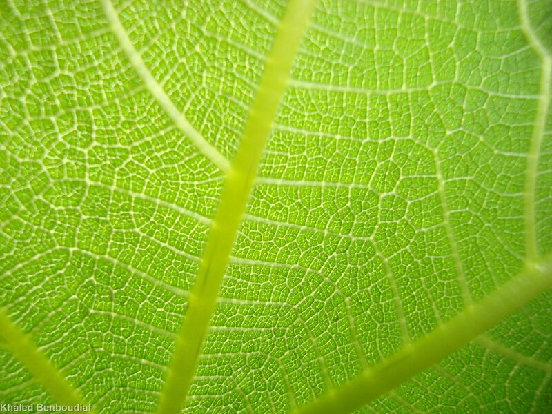Close-up of leaf veins