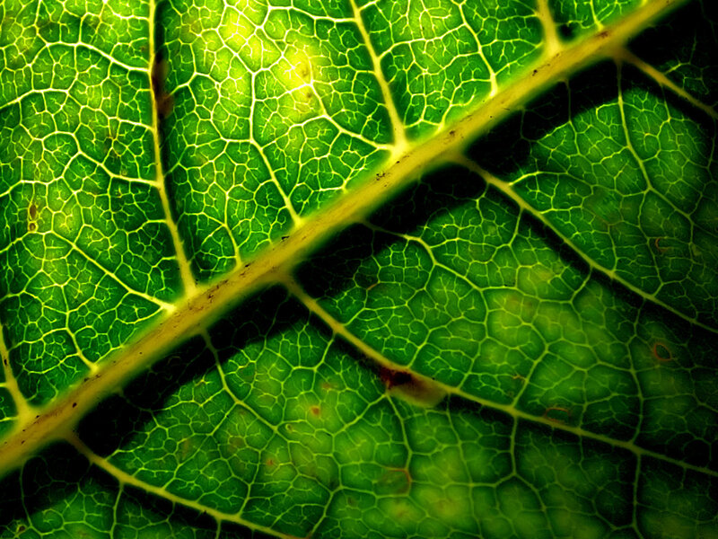 Close-up of leaf veins
