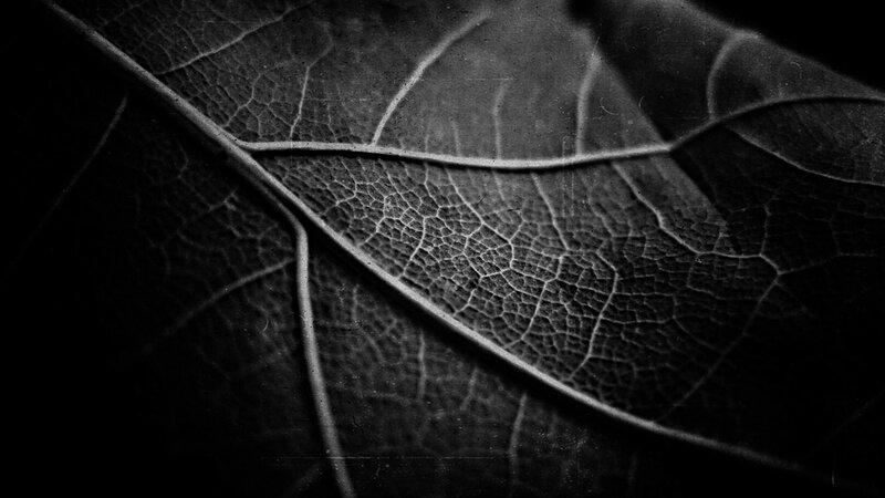 Close-up of Leaf Veins — Black, Dramatic, Photograph