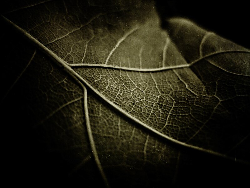 Close-up of Leaf Veins — Black