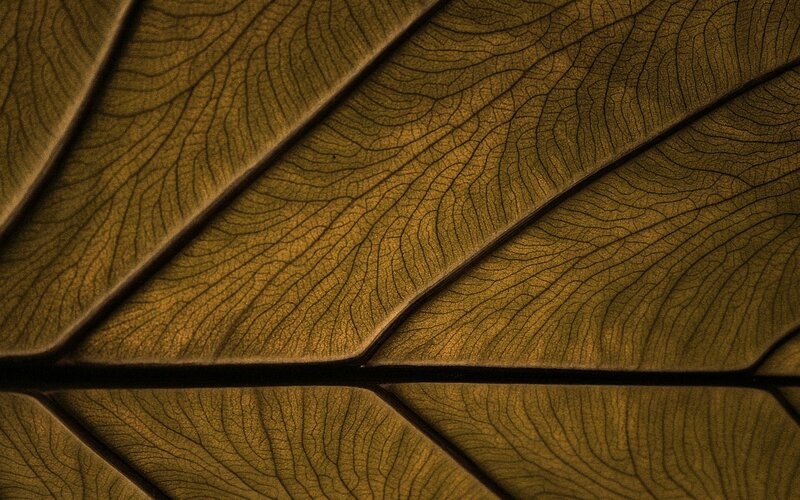 Close-up of Leaf Veins — Brown, Detailed