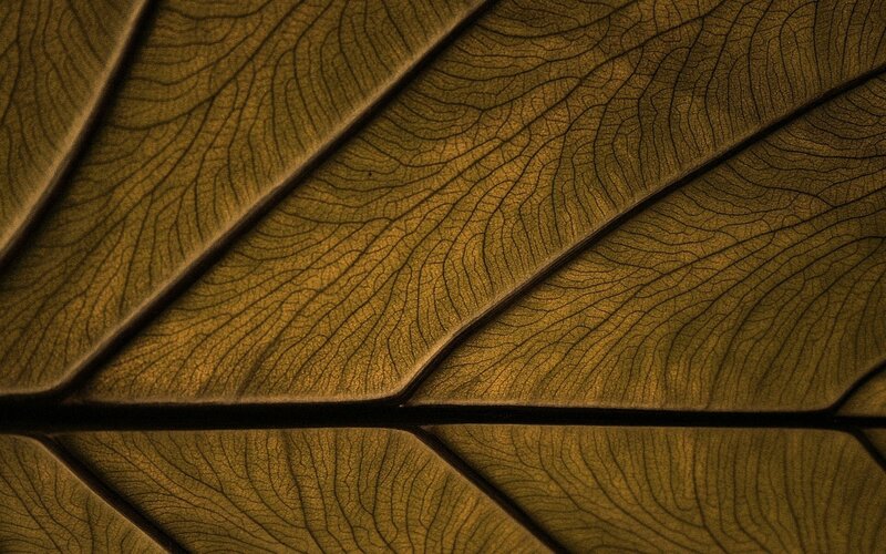 Close-up of Leaf Veins — Brown, Dramatic