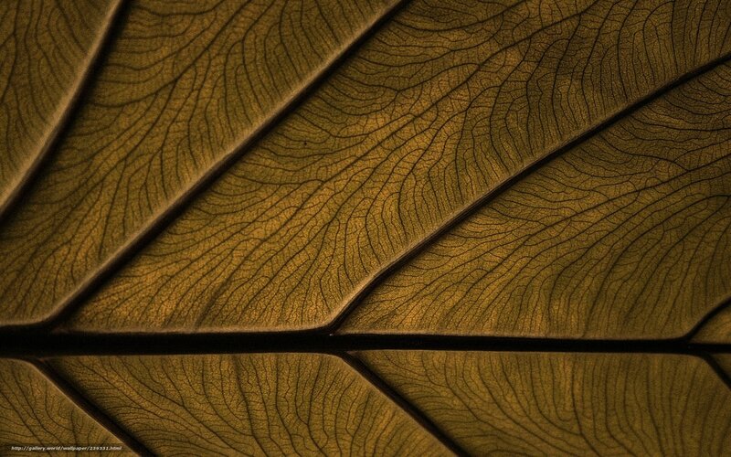 Close-up of Leaf Veins — Brown, Textured